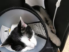 -伟伟宠物医院·瑞派猫友好医院·猫科(光谷店)