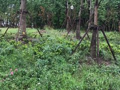 -上海浦江郊野公园-2号停车场