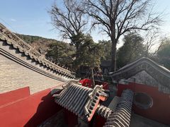 -泰山风景名胜区-普照寺