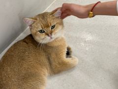 -共舞时光猫咖·狗咖(新街口店)