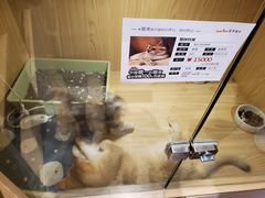 -屋虎猫馆(宝安大仟里店)