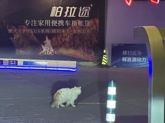 -枫花园汽车电影院(朝阳公园店)