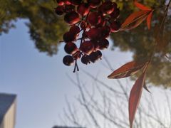 -新虹桥中心花园