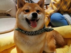 -逗柴咖啡屋·狗咖猫咖宠物桌游