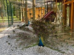 -黄海国家森林公园