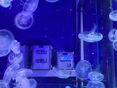 -海合安青岛极地海洋公园