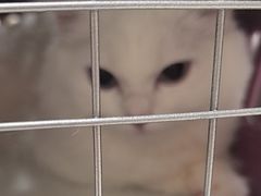 -安安宠医宠物医院·异宠·犬猫内科(岳阳分院)