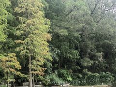 -深圳仙湖植物园