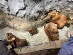 -Zoolung Zoolung动物主题公园(海信广场店)