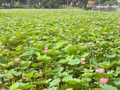 -荔湾湖公园