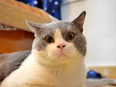 -佳雯宠物医院(四明中路分院)