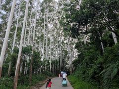 -黄埔油麻山森林公园