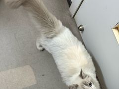 -御宝贝·A梦猫科宠物医院(国际猫友好医院)