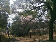 -石峰公园