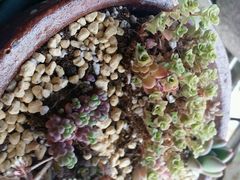 android_upload_pic-南农多肉大棚