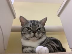 -猫和宫(六道口店)