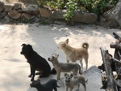 -大岭沟猕猴桃谷风景区