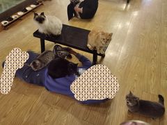-萌喵咖啡屋(人民东路4号口M16商铺店)