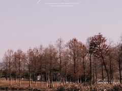-三垟湿地