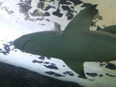 -悉尼海洋生物水族馆