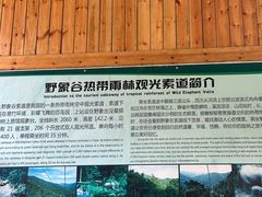 -野象谷景区