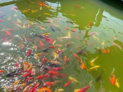 -莲湖公园