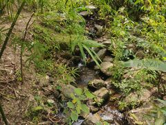 -深圳仙湖植物园