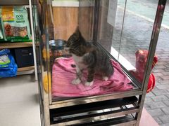 -瑞鹏宠物医院·夜间急症·心超·猫科(祖庙分店)