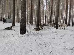 -北极村旅游风景区