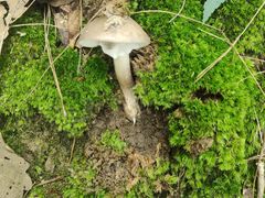 -铁山坪森林公园