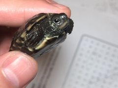 -灵龟之家百象馆(百象馆联合旗舰店)