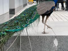 -东方时尚驾校(总部)