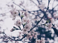 -武汉大学-樱园