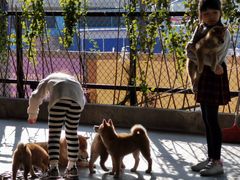 -柴犬高等学院·狗咖·柴犬售卖·宠物训练