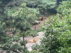 -大连森林动物园