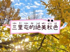 -三里屯东五街银杏大道