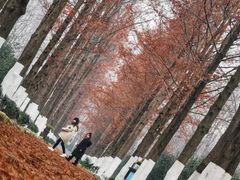 -合肥滨湖国家森林公园