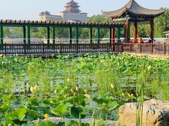 -莲花池公园