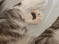 -金茂览秀城
