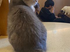 -MOCHA明星猫咖(田子坊店)