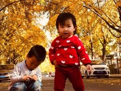 -三里屯东五街银杏大道