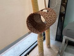 -半岛宠物医院24小时(白果林店)