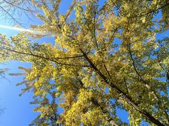 -三里屯东五街银杏大道