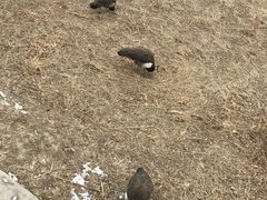 -北京麋鹿生态实验中心