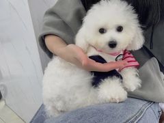 -翊宠yipet猫狗购宠庄园犬舍•猫舍