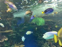 -瑞普利水族馆