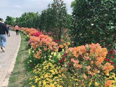 -芒洲湿地公园
