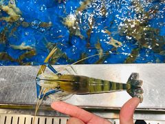 -盒马鲜生(顺义店)