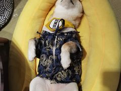-逗柴咖啡屋·狗咖猫咖宠物桌游