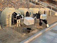 -君乐宝优致牧场